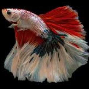 MEMORIA PECES