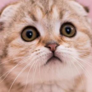 MEMORIA POERROS Y GATOS