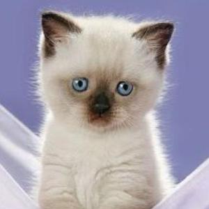 MEMORIA PERROS Y GATOS