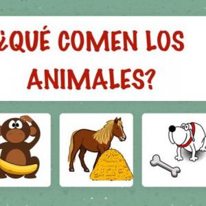 Animales según su alimentación