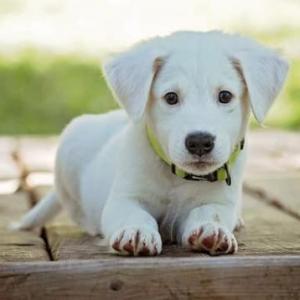 Animales Domesticos 