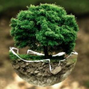 El medio ambiente