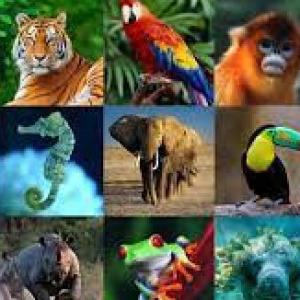 NOMBRAR ANIMALES