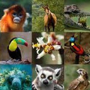 TORNEO DE ANIMALES