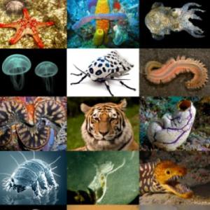 Animals in English