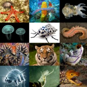 animals in English
