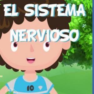 El sistema nervioso