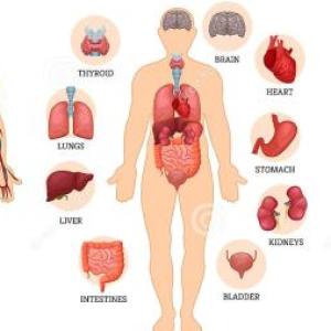 Órganos del Sistema digestivo