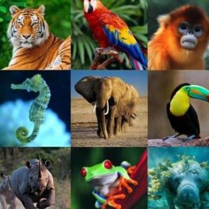 Los animales