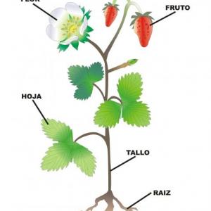 LAS PLANTAS