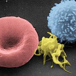 Tejidos especializados, hematopoyésis