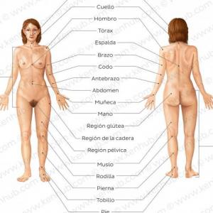 nombre de las regiones corporales