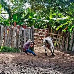 ARAUCA HERMOSA