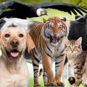 Conoce a los animales