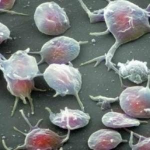 Hematopoyesis y tejido sanguineo