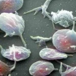 Hematopoyesis y tejido sanguineo