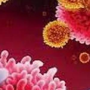 Sistema hematopoyetico