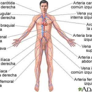 Juego de anatomia (sistema circulatorio y hemodinamia)