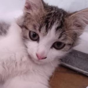 GATOS