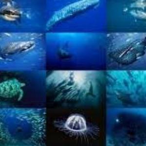 ANIMALES MARINOS