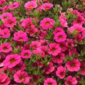 LAS PLANTAS