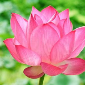 ESTIMULOS Y  REACCIONES EN LAS  PLANTAS