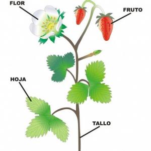 PARTES DE LA PLANTA