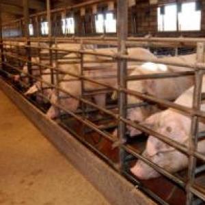 Formas de maltrato en la explotación de los animales de granja