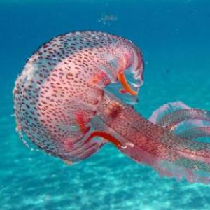 BUSCANDO INVERTEBRADOS ACUÁTICOS