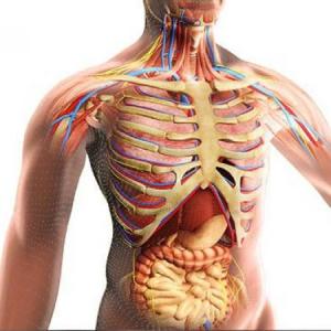 Funcionamiento del cuerpo.