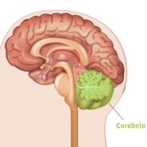 CEREBELO. 