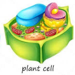 Memorize the parts of the animal and plant cells