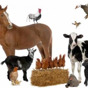 Animales de la granja