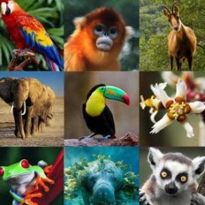animales memoria 3