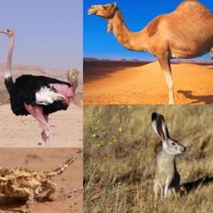 animales del desierto