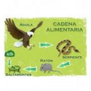 la cadena alimenticia