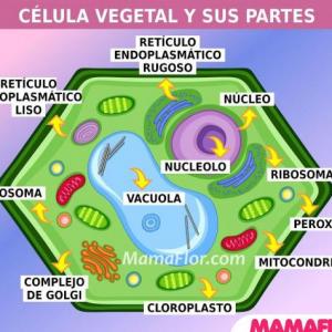 Célula Vegetal Organelar