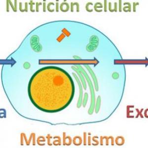 Tipos de nutrición celular