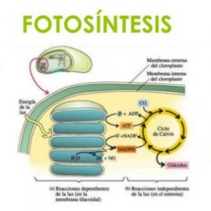 Fotosíntesis