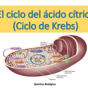 Ciclo de Krebs