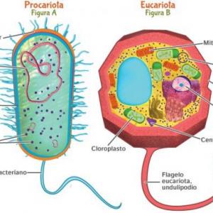 Imagen de portada del videojuego educativo: Tipos de células, de la temática Biología