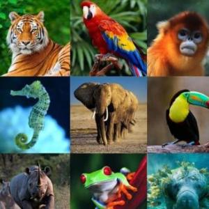 Animales