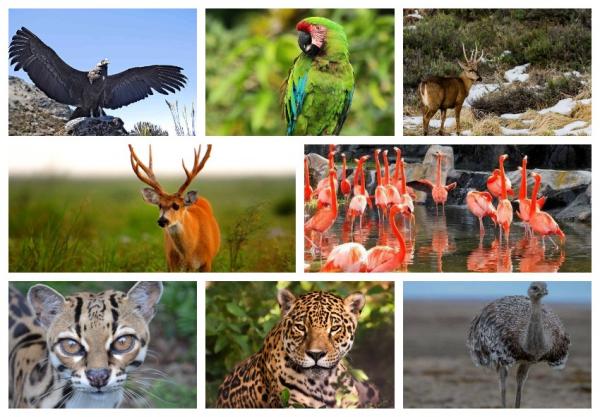 Animales de Argentina