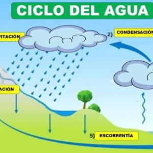 El ciclo del agus