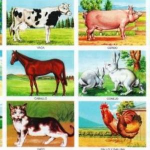 Animales terrestres