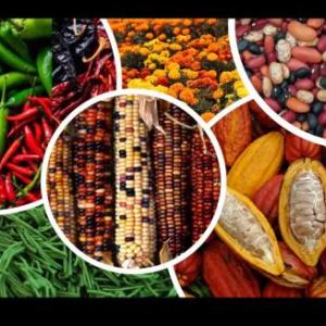 Dieta de la milpa