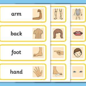 PARTS OF THE BODY