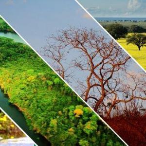 tipos de biomas