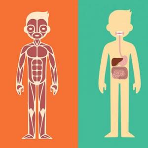 órganos cuerpo humano