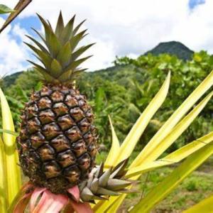 Certificación Sostenible para Piña